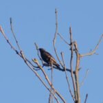 Etourneau sansonnet_1493