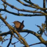 Troglodyte mignon_1495