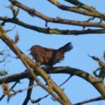 Troglodyte mignon_1496