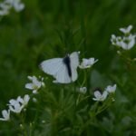 Piéride du navet_1525