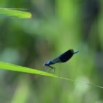Caloptéryx éclatant_1607