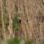 Bernache du Canada_39