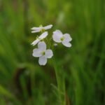 Cardamine des prés_49