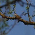 Fauvette à tête noire_54