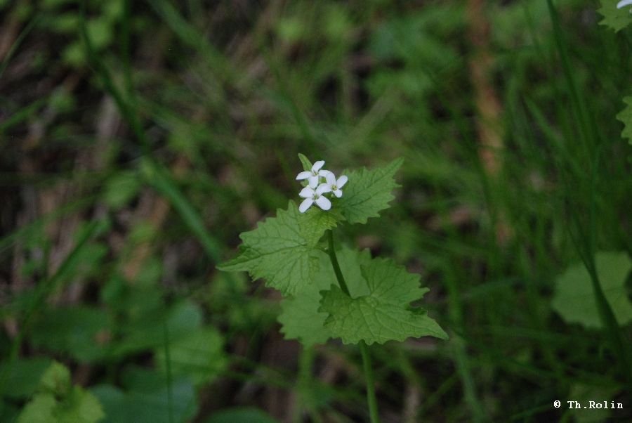 Alliaire officinale_56
