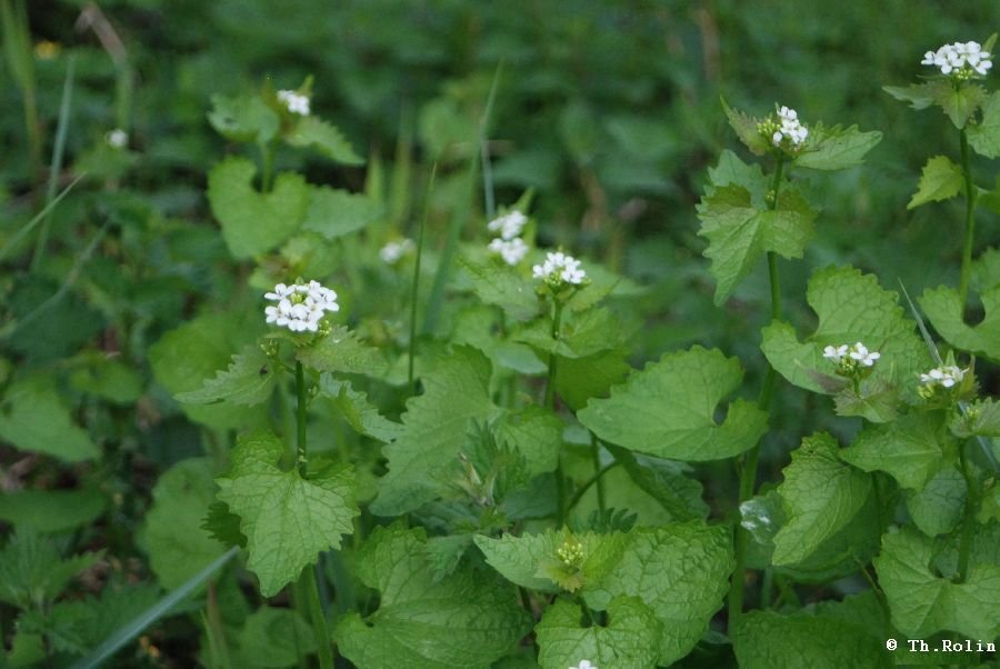Alliaire officinale_57