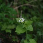 Alliaire officinale_58