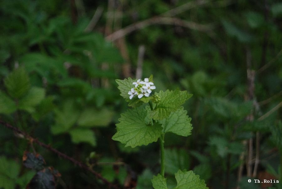 Alliaire officinale_58