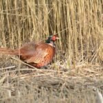 Faisan de Colchide_160