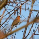 Rougegorge familier_164