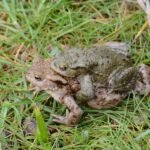 Crapaud commun_170