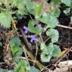 Lierre terrestre_184