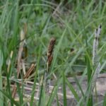 Laîche des marais_191