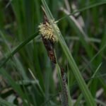 Laîche des marais_192