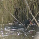 Gallinule poule-d’eau_215