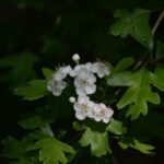 Aubépine monogyne_221