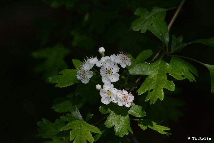 Aubépine monogyne_221