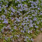 Cresson de cheval_222