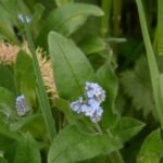 Myosotis des champs_229