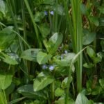 Cresson de cheval_224