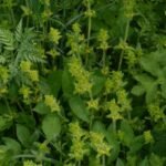 Gaillet croisette_236