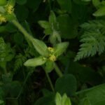 Gaillet croisette_237