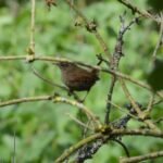 Troglodyte mignon_249