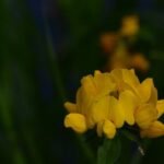 Lotier des marais_309