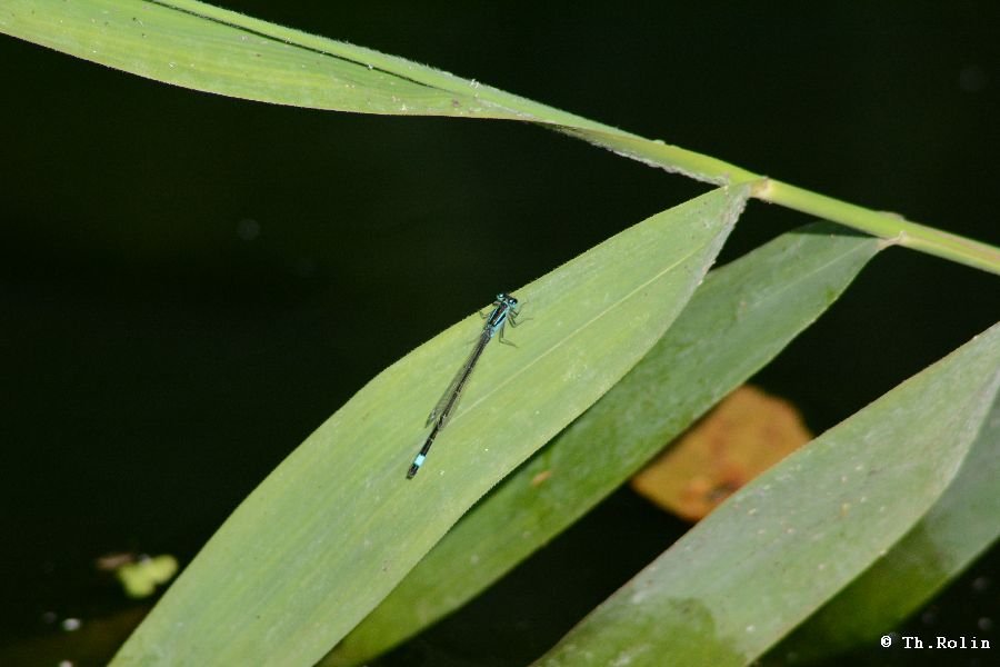 Agrion élégant_328