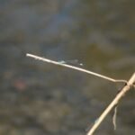 Agrion élégant_329