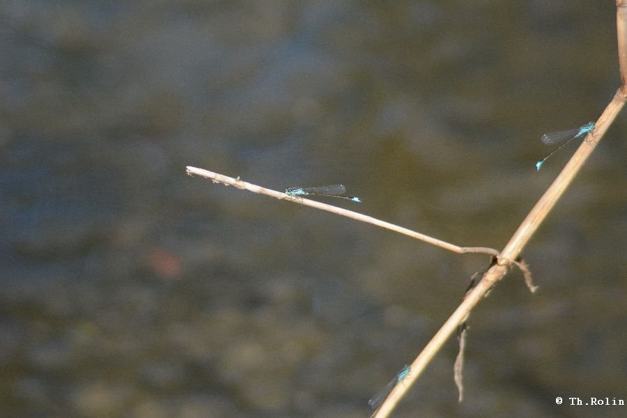 Agrion élégant_329