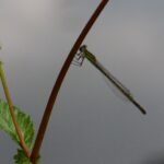 Agrion à larges pattes_317