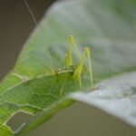 Leptophye ponctuée_326