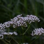 Valériane officinale_319