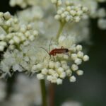 Téléphore fauve_323