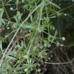 Gaillet gratteron_320