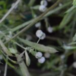 Gaillet gratteron_322