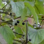 Cornouiller sanguin_362