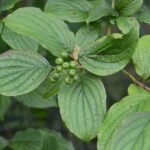 Cornouiller sanguin_361