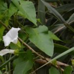 Liseron des haies_376