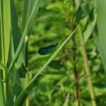 Caloptéryx vierge_75