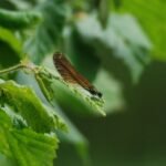 Caloptéryx vierge_76