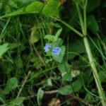 Véronique petit-chêne_77