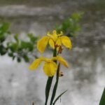 Iris des marais_74