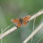 Robert-le-diable_1995