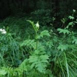 Cirse faux-épinard_96