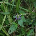 Brunelle commune_101