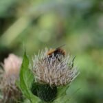 Bourdon des champs_405