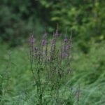 Salicaire commune_109