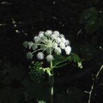 Angélique des bois_115